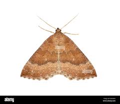 Attēlu rezultāti vaicājumam “Larentia clavaria”