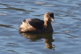 Image result for Podilymbus podiceps