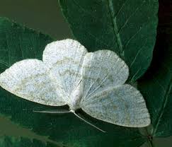 Attēlu rezultāti vaicājumam “Cabera exanthemata female”