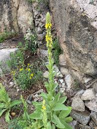Attēlu rezultāti vaicājumam “Verbascum thapsus fruit”