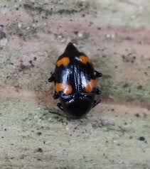 Attēlu rezultāti vaicājumam “Scaphidium quadrimaculatum”