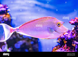 Image result for Naso unicornis