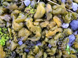 Attēlu rezultāti vaicājumam “Nostoc commune”