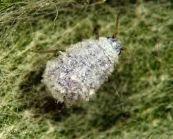 Attēlu rezultāti vaicājumam “Athelia pyriformis”