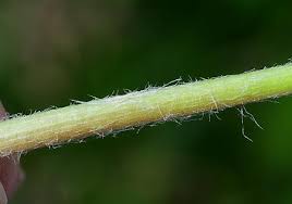 Attēlu rezultāti vaicājumam “Taraxacum officinale aggr. leaf”