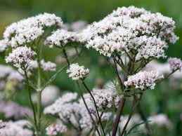 Image result for Baldrian