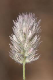 Attēlu rezultāti vaicājumam “Trifolium arvense”