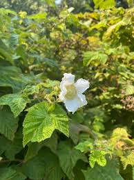 Attēlu rezultāti vaicājumam “Rubus parviflorus”