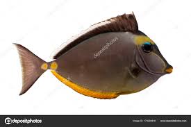 Image result for Naso lituratus