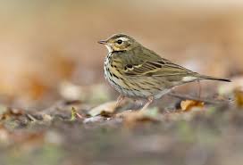 Image result for Anthus hodgsoni