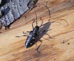 Attēlu rezultāti vaicājumam “Monochamus sutor”