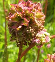 Attēlu rezultāti vaicājumam “Poterium sanguisorba flower”