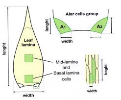 Attēlu rezultāti vaicājumam “Hypnum cupressiforme var. filiforme”