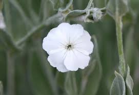 Image result for Lychnis coronaria alba