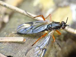 Attēlu rezultāti vaicājumam “Xylophagidae”