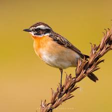 Attēlu rezultāti vaicājumam “Saxicola rubetra adult”