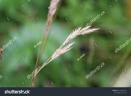 Attēlu rezultāti vaicājumam “Brachypodium sylvaticum flower”