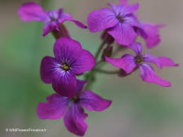 Attēlu rezultāti vaicājumam “Lunaria annua flower”
