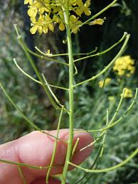 Attēlu rezultāti vaicājumam “Sisymbrium loeselii flower”