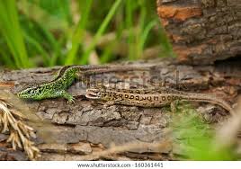 Attēlu rezultāti vaicājumam “Lacerta agilis male”