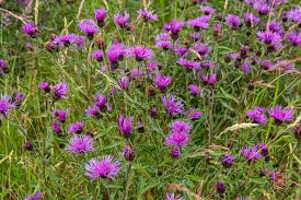 Image result for Centaurea nigra