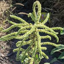 Attēlu rezultāti vaicājumam “Amaranthaceae”