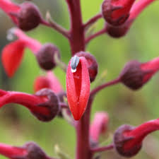 Attēlu rezultāti vaicājumam “Lobelia dortmanna bud”