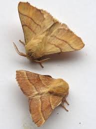 Attēlu rezultāti vaicājumam “Malacosoma neustria”