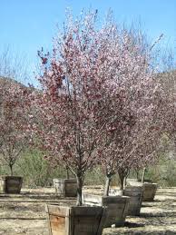 Attēlu rezultāti vaicājumam “Prunus cerasifera”