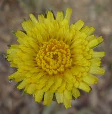 Image result for Agoseris major