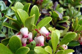 Attēlu rezultāti vaicājumam “Arctostaphylos uva-ursi leaf”