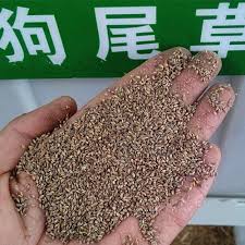 Attēlu rezultāti vaicājumam “Setaria viridis fruit”