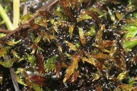 Attēlu rezultāti vaicājumam “Warnstorfia exannulata”