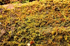 Attēlu rezultāti vaicājumam “Nowellia curvifolia”