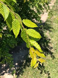Attēlu rezultāti vaicājumam “Carpinus”