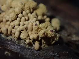 Attēlu rezultāti vaicājumam “Heterotrichia obvelata (syn. Arcyria obvelata) young”