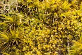 Attēlu rezultāti vaicājumam “Bryum moravicum”