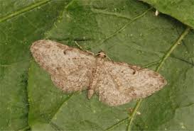 Attēlu rezultāti vaicājumam “Eupithecia tenuiata”