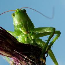Attēlu rezultāti vaicājumam “Tettigonia cantans”