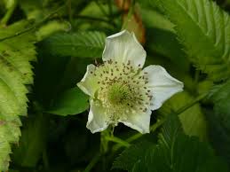 Attēlu rezultāti vaicājumam “Rubus illecebrosus”