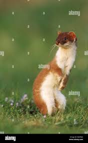 Attēlu rezultāti vaicājumam “Mustela erminea adult”