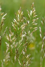 Attēlu rezultāti vaicājumam “Helictotrichon pubescens”