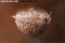 Attēlu rezultāti vaicājumam “Lamproderma violaceum”