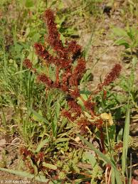 Attēlu rezultāti vaicājumam “Rumex maritimus fruit”