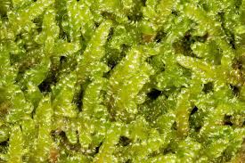 Attēlu rezultāti vaicājumam “Hypnum cupressiforme var. lacunosum”