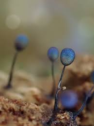 Attēlu rezultāti vaicājumam “Lamproderma debile sessile”