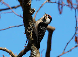 Attēlu rezultāti vaicājumam “Dendrocopos minor”