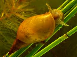 Attēlu rezultāti vaicājumam “Lymnaea stagnalis”