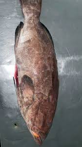 Image result for Mycteroperca bonaci