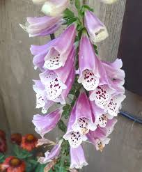 Image result for Digitalis purpurea